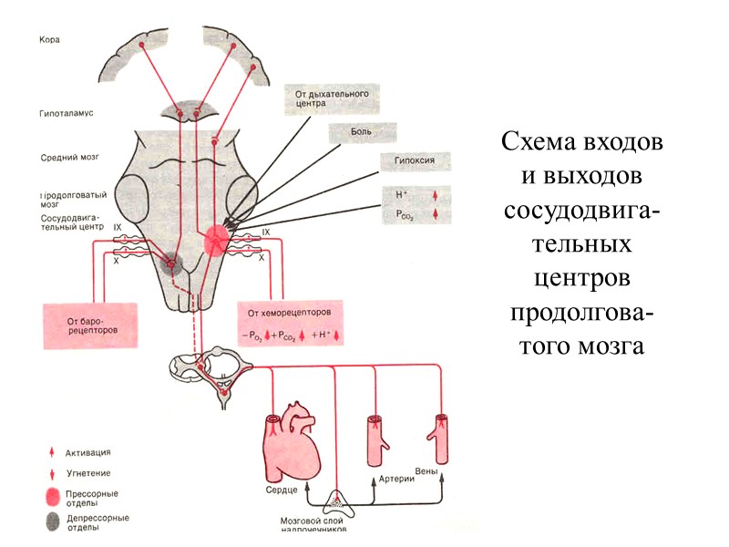 Схема входов и выходов сосудодвига-тельных центров продолгова-того мозга